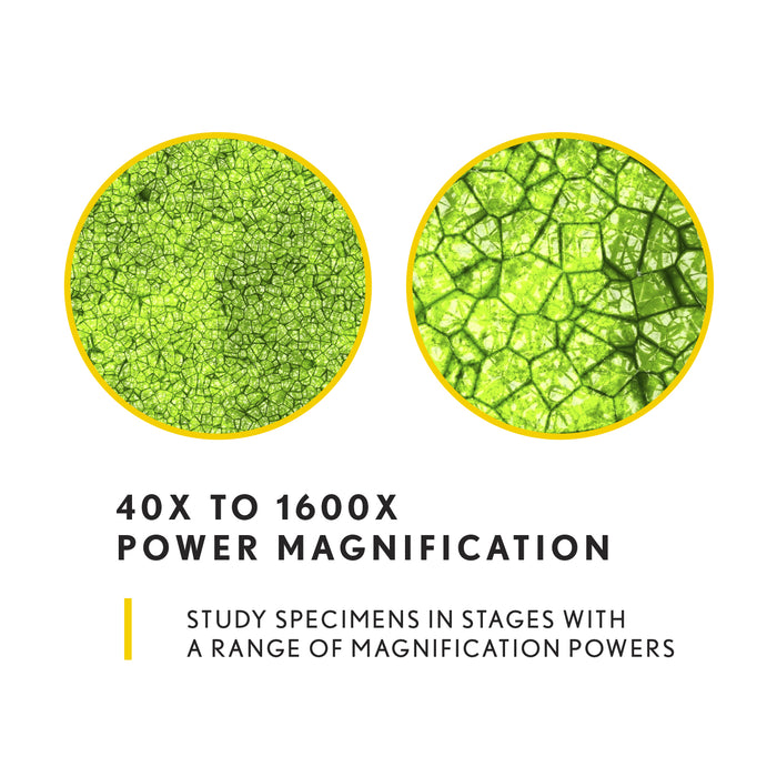 40x to 1600x Power Magnification - Study specimens in stages with a range of magnification powers